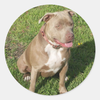 Peaceful Pitbull Ronde Sticker