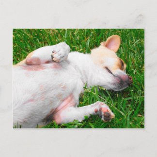 Peaceful Pup Briefkaart