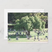 Peaceful Tree Briefkaart (Voorkant / Achterkant)