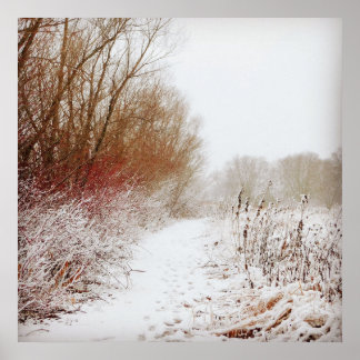 Peaceful Winter Path Poster
