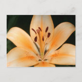 Peach Asiatic Lily Closeup Briefkaart (Voorkant)