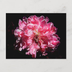 Peach Blossom Flower Briefkaart