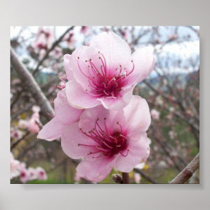Peach Blossom Poster