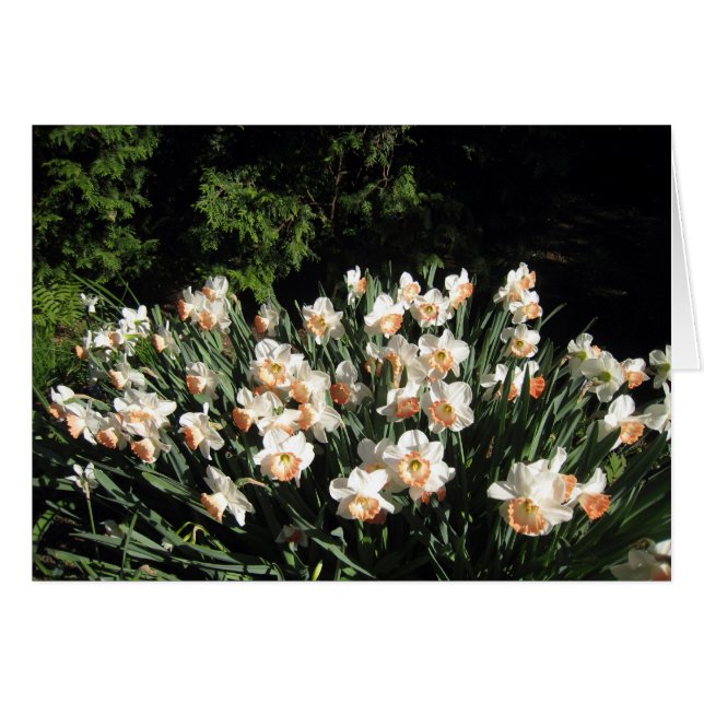 Peach Daffodiles (Voorkant Horizontaal)