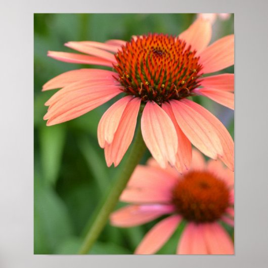 Peach Echinacea Flowers Poster (Voorkant)