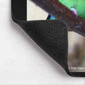 Peach-faced lovebird muismat (Hoek)