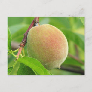 Peach Fuzz Briefkaart