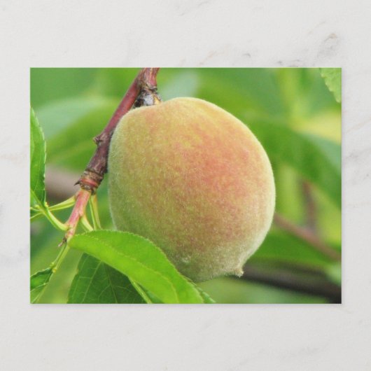 Peach Fuzz Briefkaart (Voorkant)