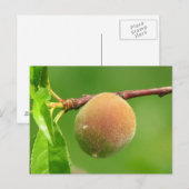 Peach Fuzz Briefkaart (Voorkant / Achterkant)