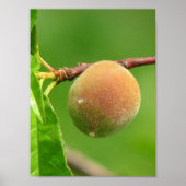 Peach Fuzz Poster (Voorkant)