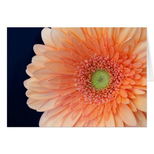 Peach Gerbera (Devant Horizontal)