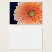 Peach Gerbera (Devant & derrière)
