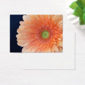 Peach Gerbera (Bureau)
