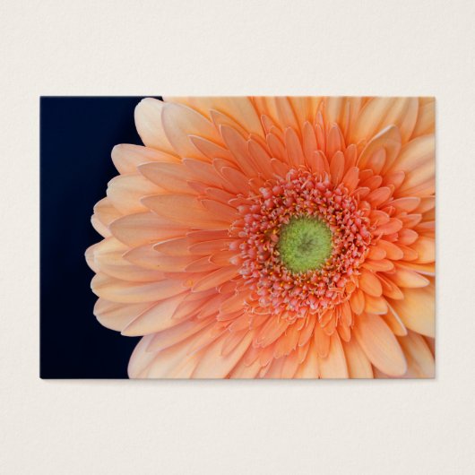 Peach Gerbera (Devant)