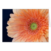 Peach Gerbera (Devant horizontal)