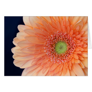 Peach Gerbera