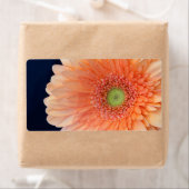 Peach Gerbera Etiket (Insitu)