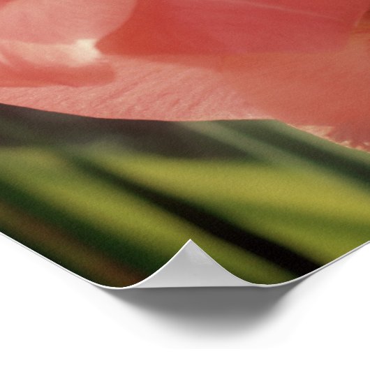 Peach Gladiolus flauwte dicht Poster (Hoek)