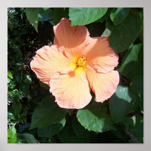 Peach Hibiscus Print (Voorkant)