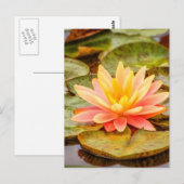 Peach Lotus Flower Briefkaart (Voorkant / Achterkant)