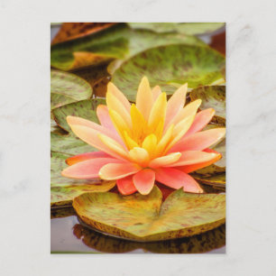 Peach Lotus Flower Briefkaart