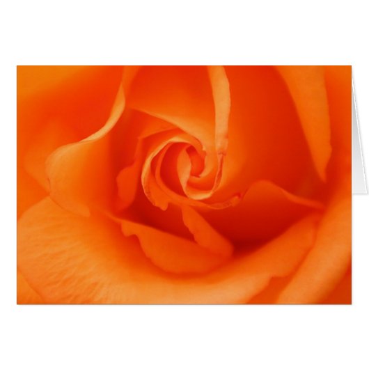 Peach Orange Rose (Devant horizontal)