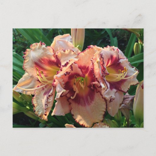 Peach Oriental Lily Flowers Briefkaart (Voorkant)