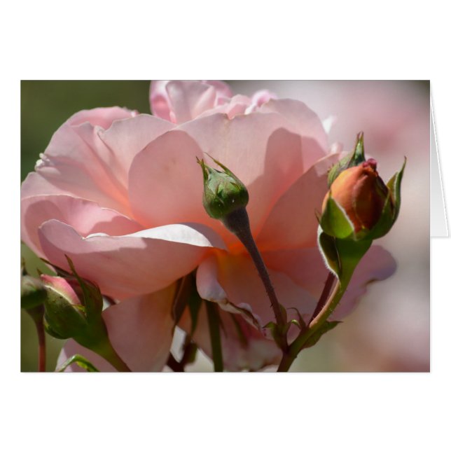 Peach Peony (Devant horizontal)