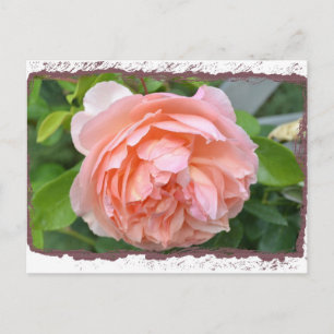 Peach Peony Briefkaart