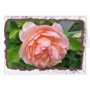 Peach Peony-kaart