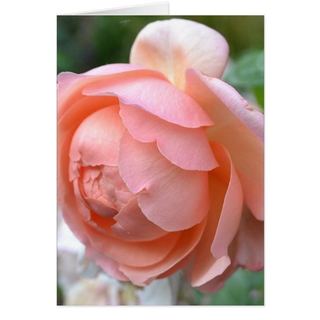 Peach Peony-kaart (Voorkant)