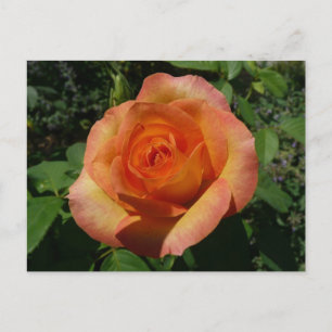 Peach Roos Oranje Floral fotografie Briefkaart