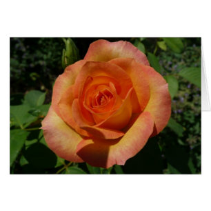 Peach Rose Orange Floral Photographie
