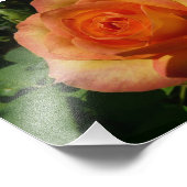 Peach Rose Orange Floral Photographie (Coin)