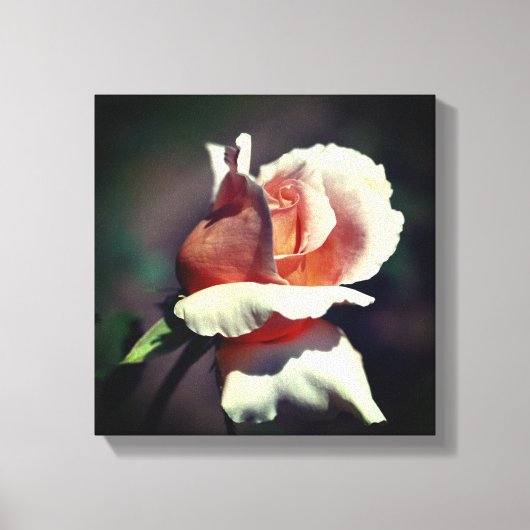Peach rosebud Flower Close Canvas Afdruk (Voorkant)