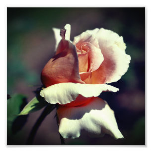 Peach Rosebud Flower Close Up 8x8 Foto Afdruk