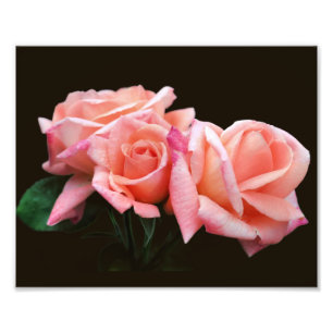 Peach Rosebud Trio 8x10 Foto Afdruk