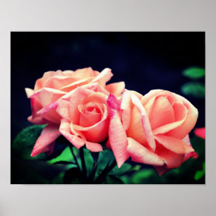 Peach Rosebud Trio Poster
