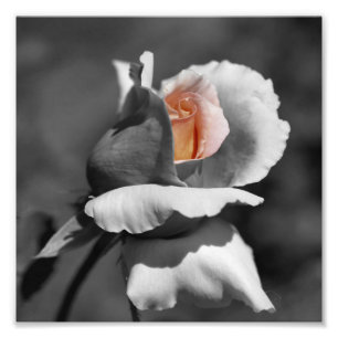 Peach Rosebud zwart-wit gedeeltelijke kleur 8x8 Foto Afdruk
