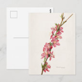 Peach roze Flowers Waterverf schilderen Briefkaart (Voorkant / Achterkant)