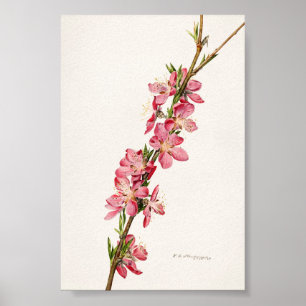 Peach roze Flowers Waterverf schilderen Poster