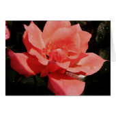 Peach Roze roze bloem (Voorkant Horizontaal)