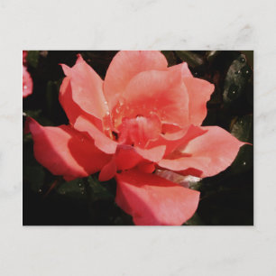  Peach Roze roze bloem Briefkaart