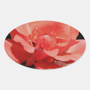  Peach Roze roze bloem Ovale Sticker
