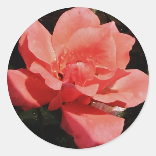Peach Roze roze bloem Ronde Sticker (Voorkant)