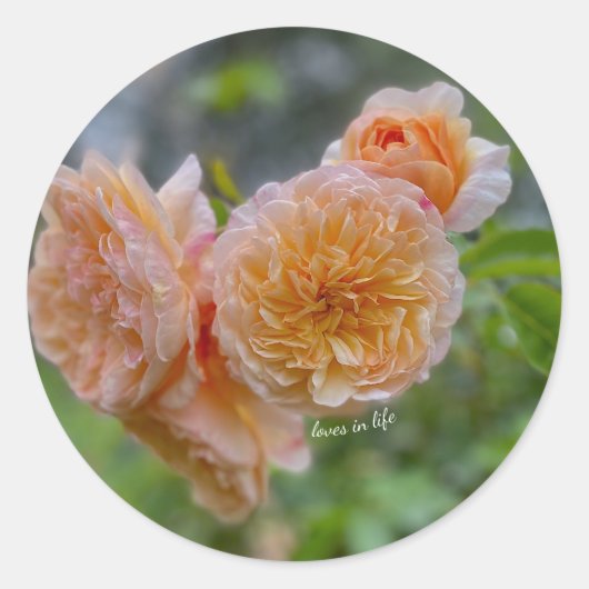 Peach Rozen Sticker (Voorkant)