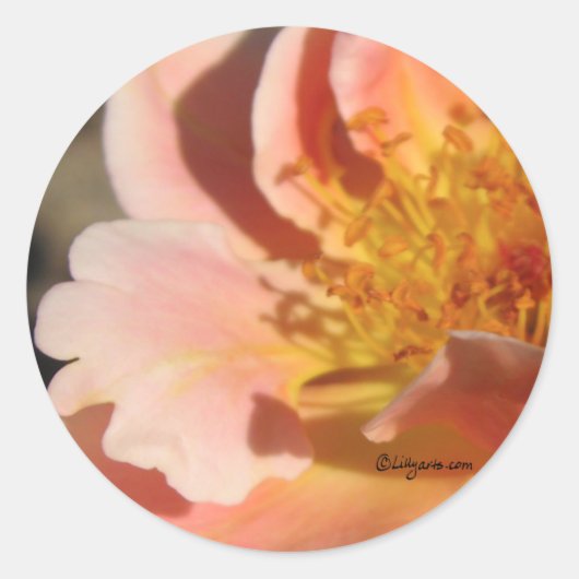 Peach Sunset Roos Envelope Sticker Seal (Voorkant)