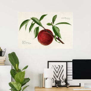 Peach twig (Prunus persica) van Royal Charles Stea Poster