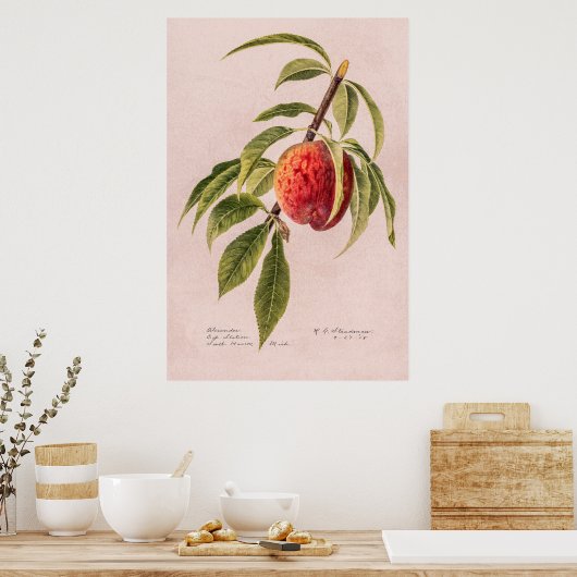 Peach twig (Prunus persica) van Royal Charles Stea Poster (Keuken)