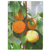 PEACHES KLEMBORD (Achterkant)